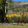 Aspen in the fall are a brilliant yellow.