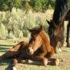 Baby Pancho at 1 hour old.